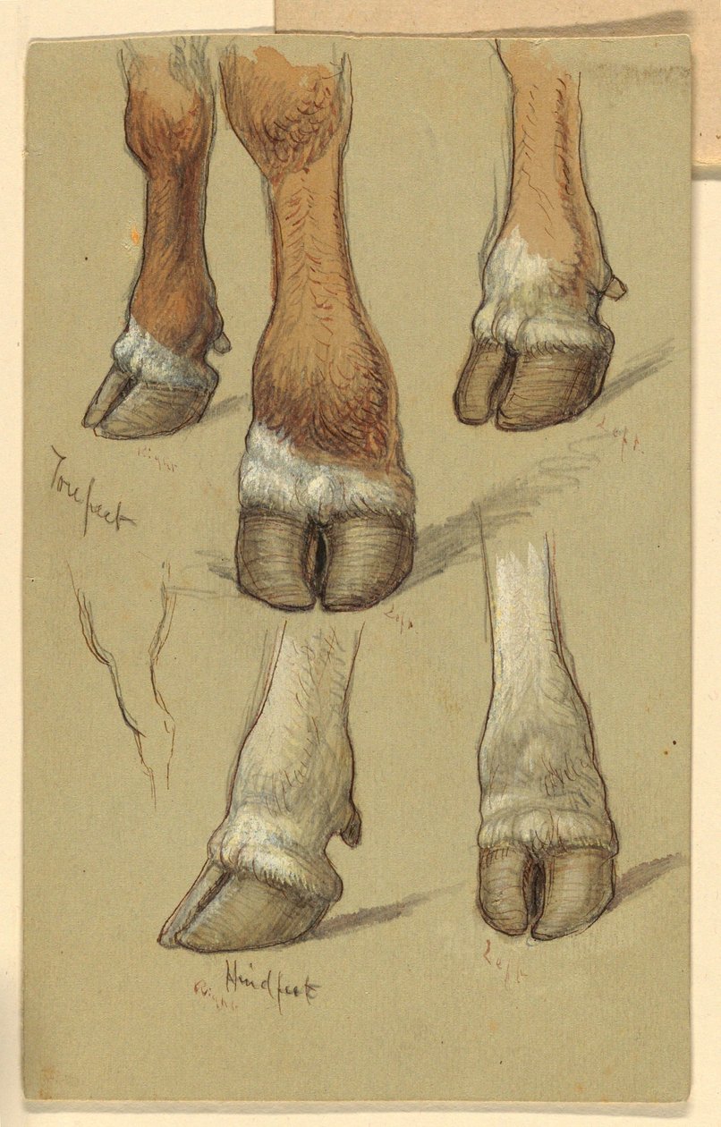 Zeichnung, Studien nach Rindern, 1871 von Samuel Colman