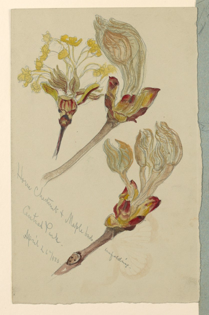 Zeichnung, Studien. Rosskastanie und Ahornknospen entfalten sich, Central Park, N.Y.C., 26. April 1880 von Samuel Colman