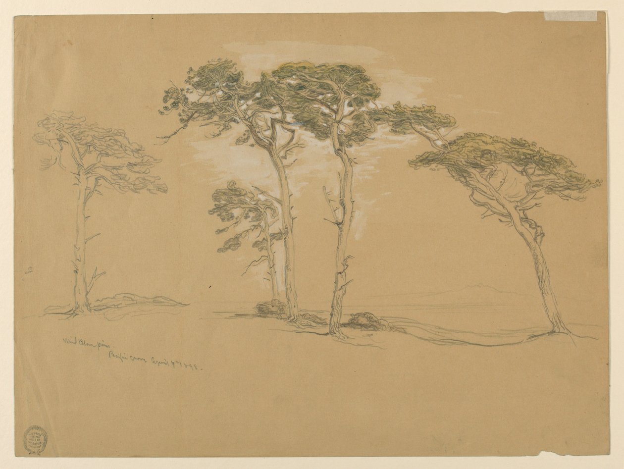 Windgepeitschte Kiefern, Pacific Grove. Rückseite: Pazifikküstenstraße nach Point Sur. von Samuel Colman