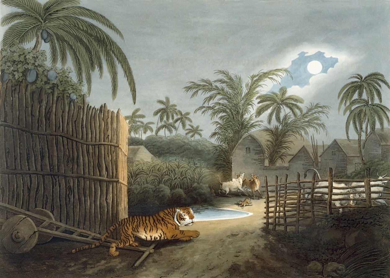 Ein Tiger schleicht durch ein Dorf (Rinder in Panik), aus 