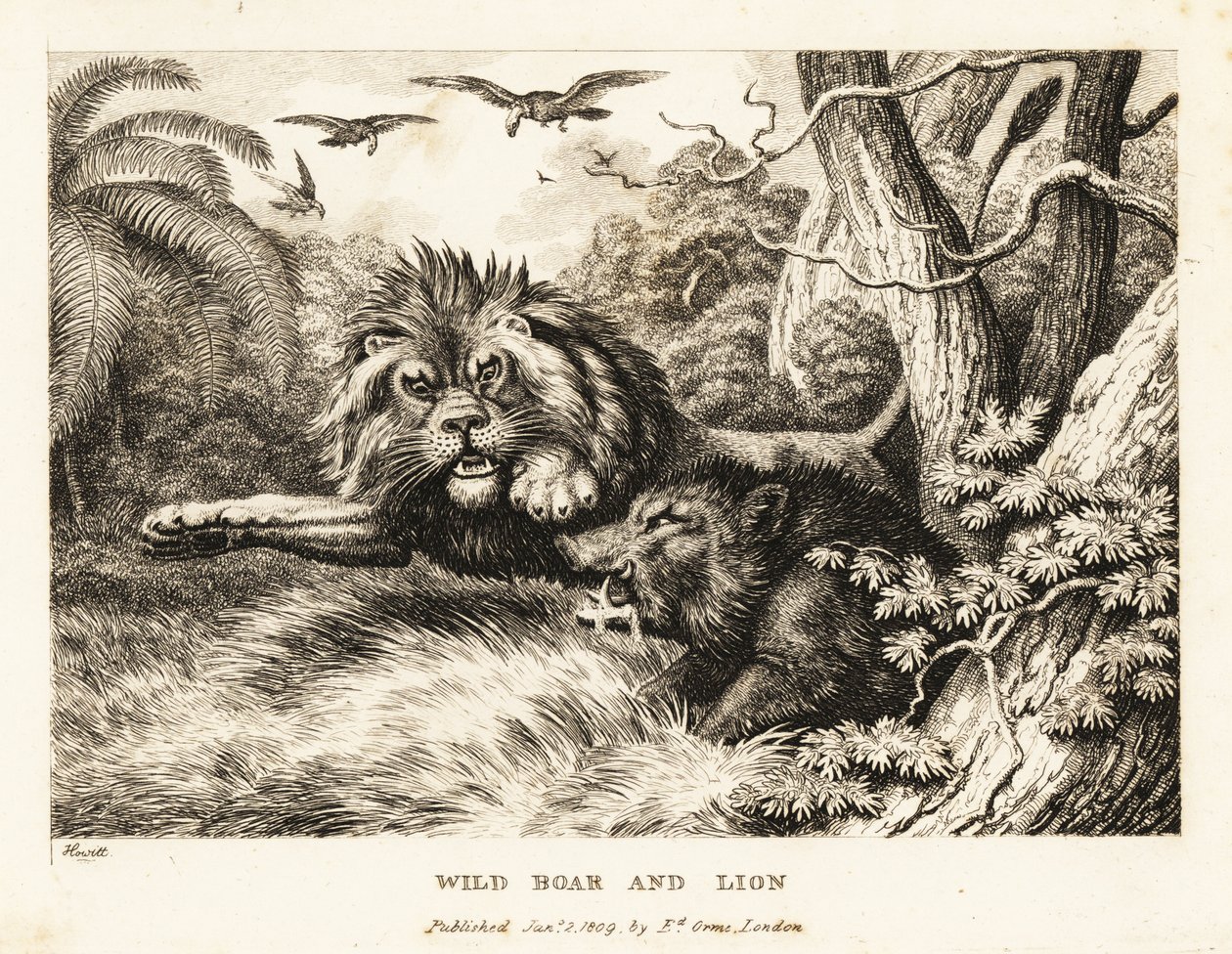 Ein Löwe und ein Wildschwein kämpfen, während Geier darüber kreisen. 1811 von Samuel Howitt