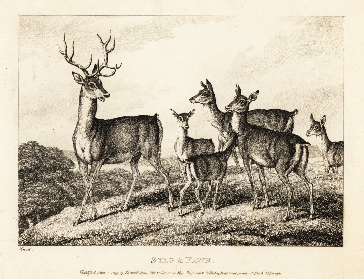Ein Hirsch mit Hirschkühen und Kälbern. Hirsch und Kalb. 1811 (Radierung) von Samuel Howitt
