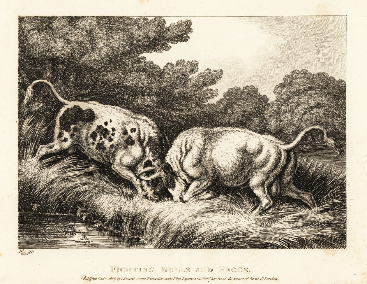 Zwei Stiere verhaken ihre Hörner in der Nähe eines Teichs voller Frösche. 1811 (Radierung) von Samuel Howitt