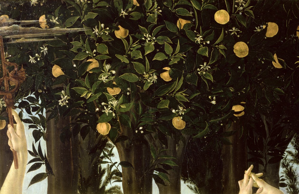 Primavera, Detail des Orangenbaums von Sandro Botticelli