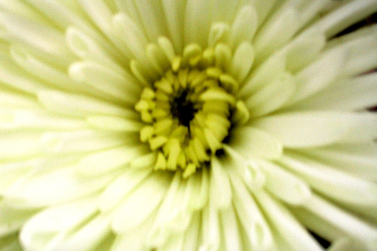 Geburtstagsblume von Sarah OToole