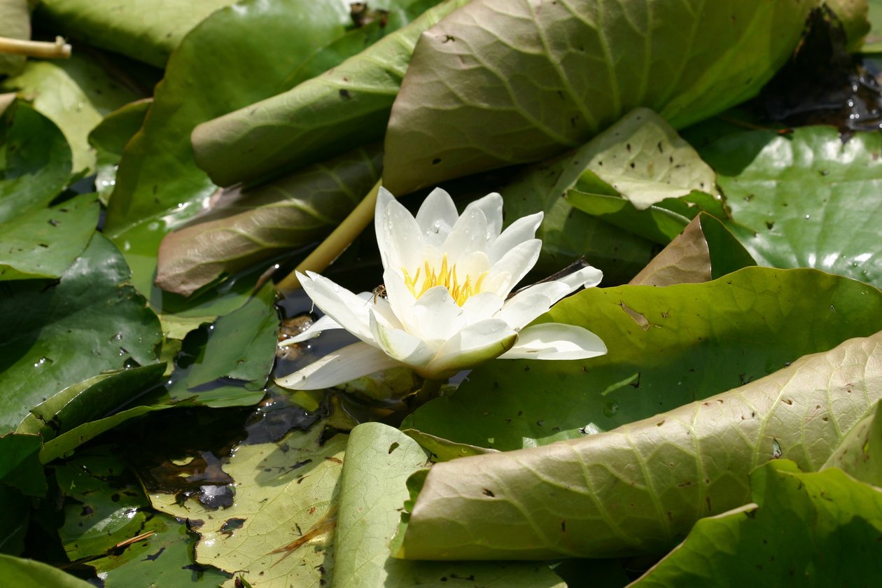 Garsington Seerose, 2009 von Sarah OToole