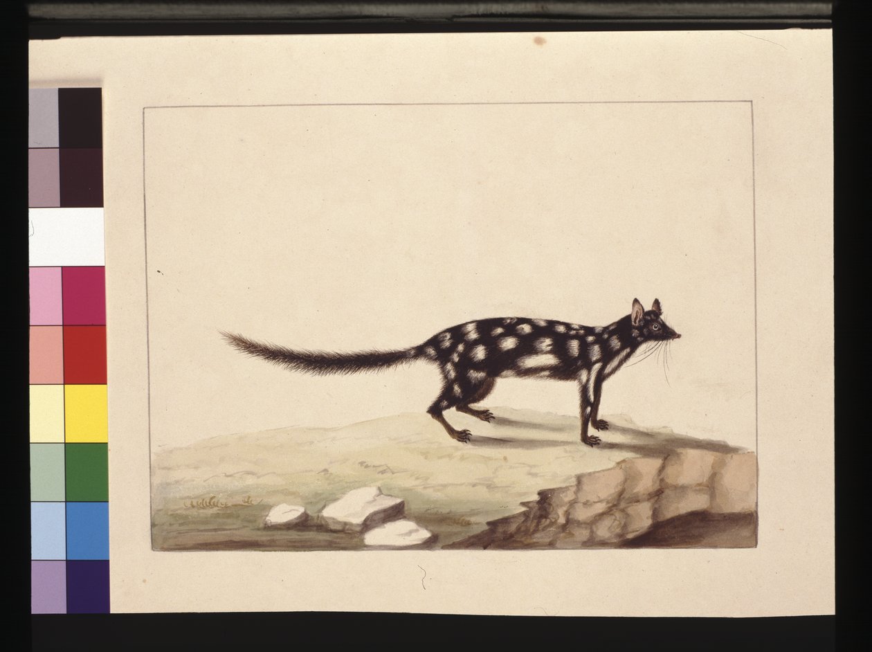 Seite 28. Ein Tapoa Tafa. Jetzt bekannt als Dasyurus quoll. Scheint eine Kopie von Sarah Stone nach einer Platte von Charles Catton Junr., ca. 1789-90 von Sarah Stone