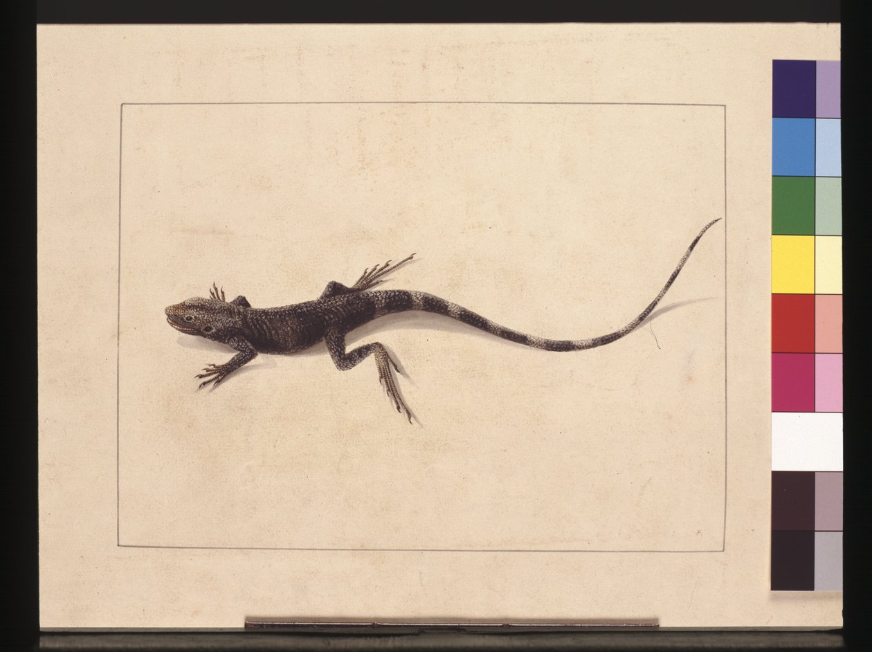 Seite 31. Muricierte Eidechse. Jetzt bekannt als Baumdrache, ca. 1789-90 von Sarah Stone