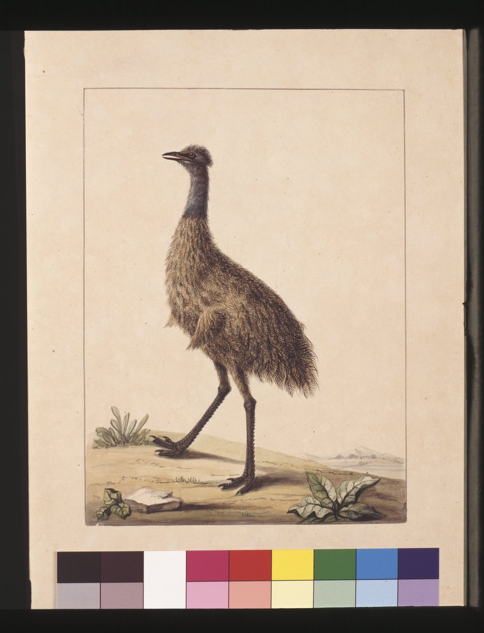 Seite 7. New Holland Kasuar. Jetzt bekannt als ein Emu, ca. 1789-90 von Sarah Stone