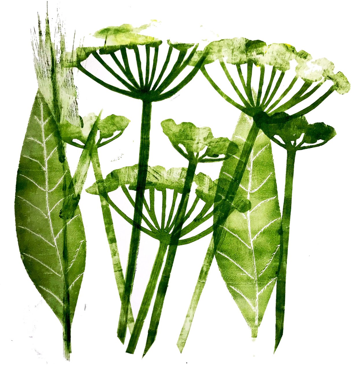 Wiesenkerbel in Grün, 2019 von Sarah Thompson Engels