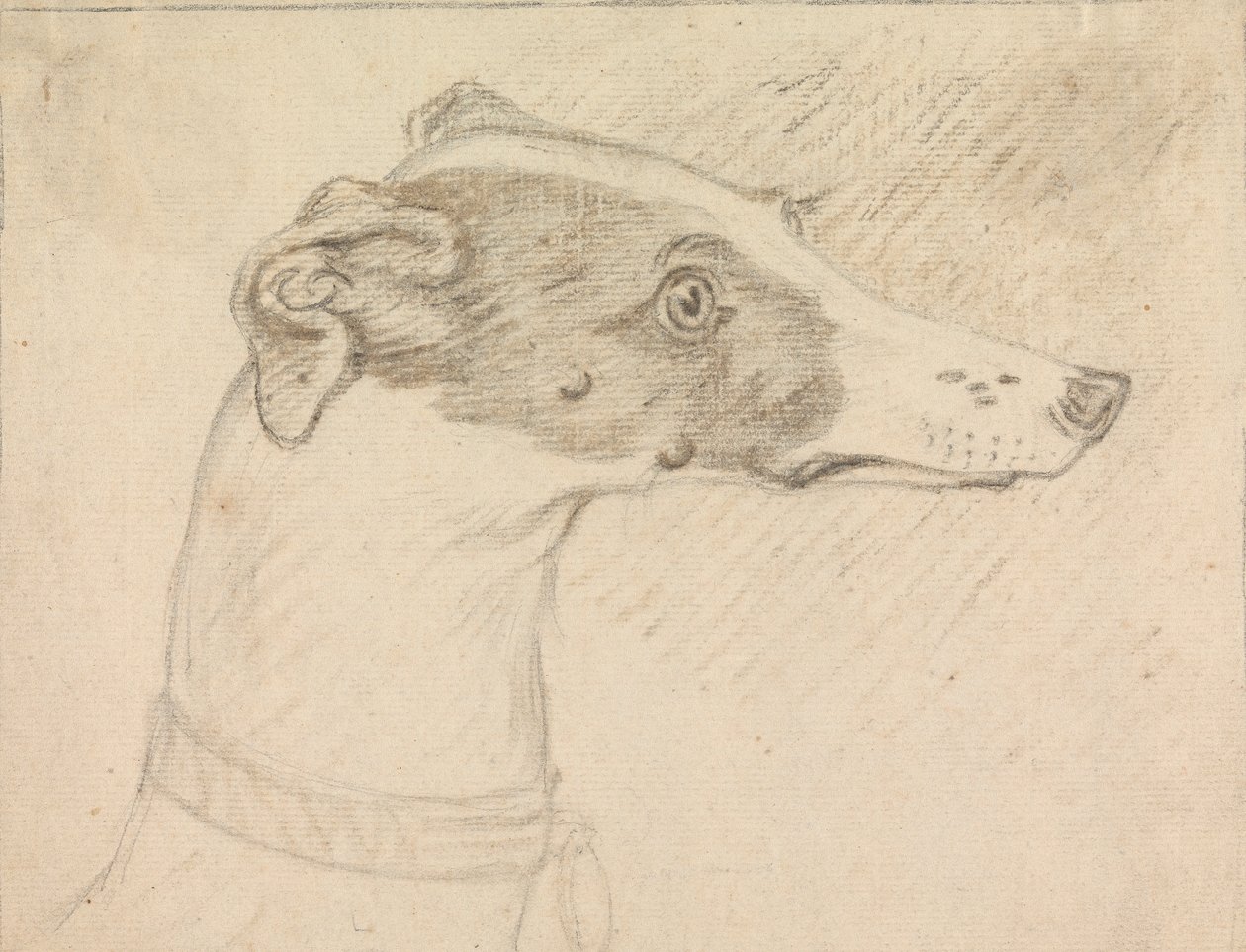Kopfporträt eines Windhunds von Sawrey Gilpin