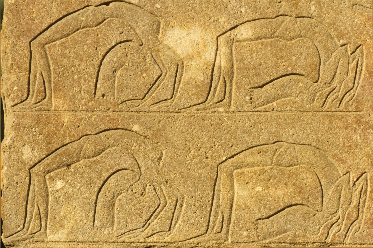 Altes Ägypten, Wandmalerei/Schnitzerei, Weibliche Akrobaten führen Kunststücke vor, Karnak-Tempel, Luxor von School Egyptian