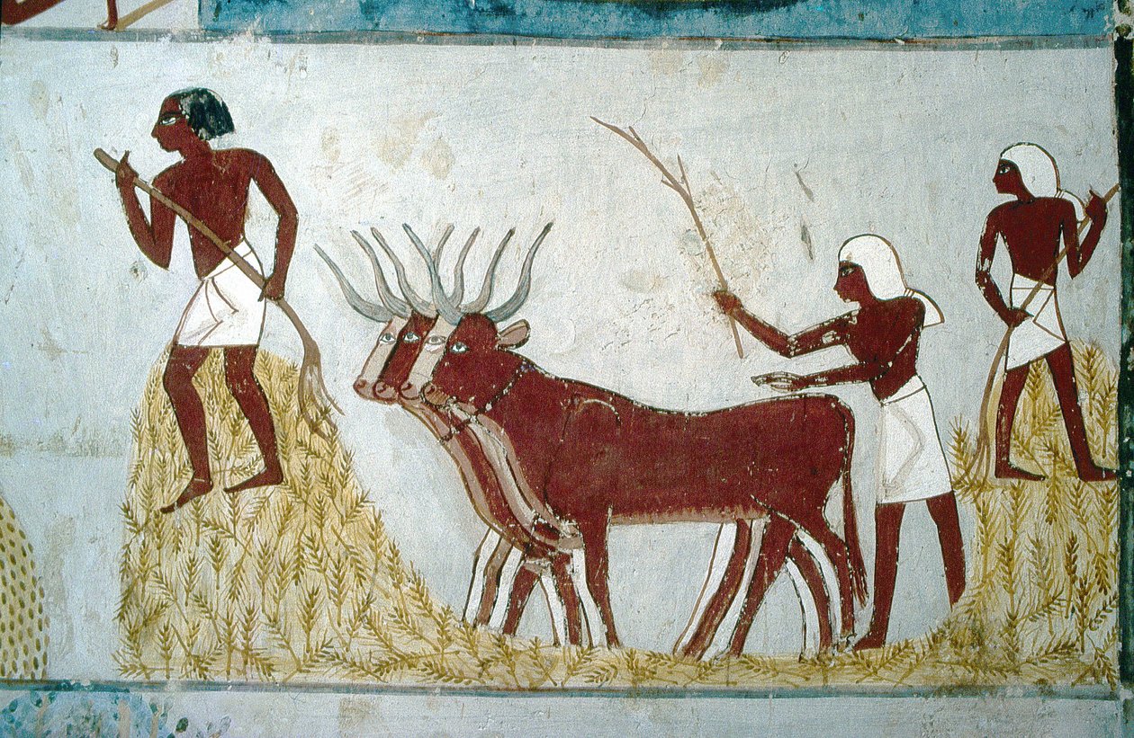 Luxor, Theben: Gräber der Adligen: das Grab von Nakht. Landwirtschaftliche Szene. Tal der Adligen. von School Egyptian