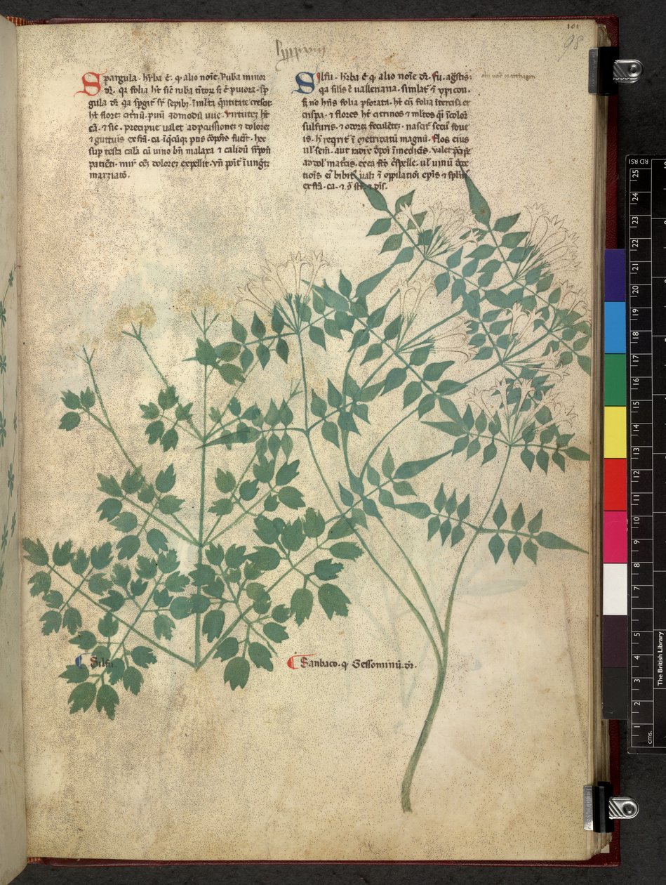 Spargula und Selbst, Tractatus de herbis (Kräuterbuch) um 1280-1310 von School Italian