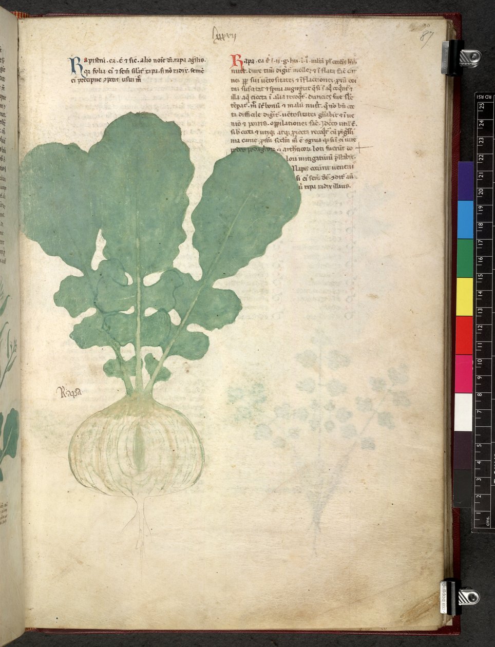 Egerton 747 Tractatus de herbis (Kräuterbuch) ca. 1280-1310 von School Italian