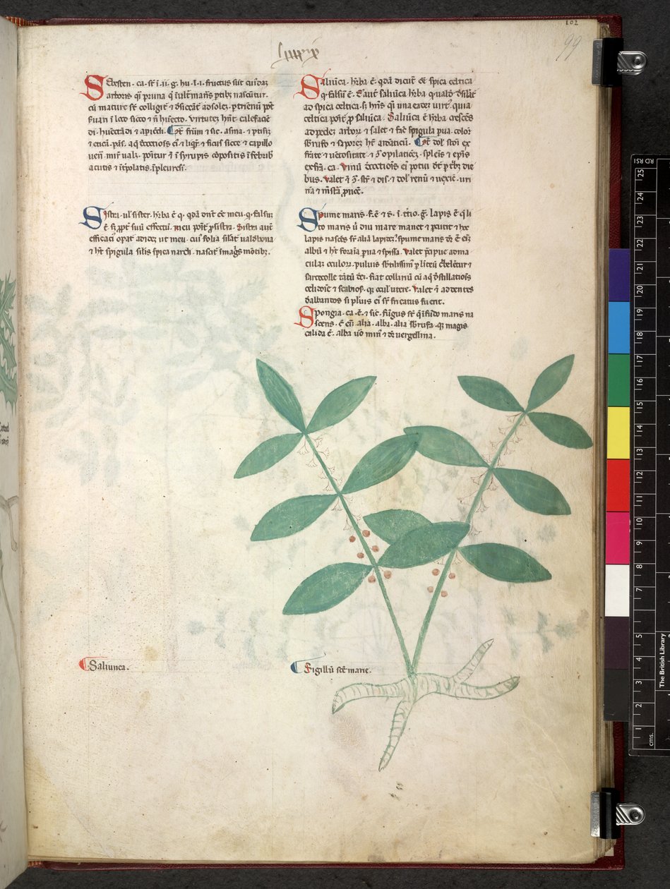 Egerton 747 Tractatus de herbis (Kräuterbuch) ca. 1280-1310 von School Italian