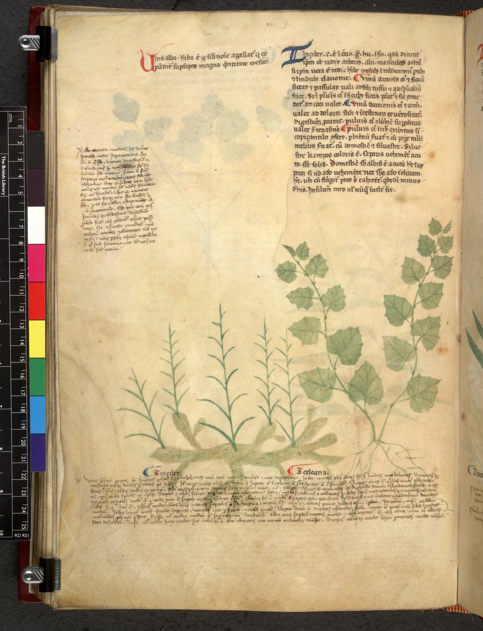 Egerton 747 Tractatus de herbis (Kräuterbuch) ca. 1280-1310 von School Italian
