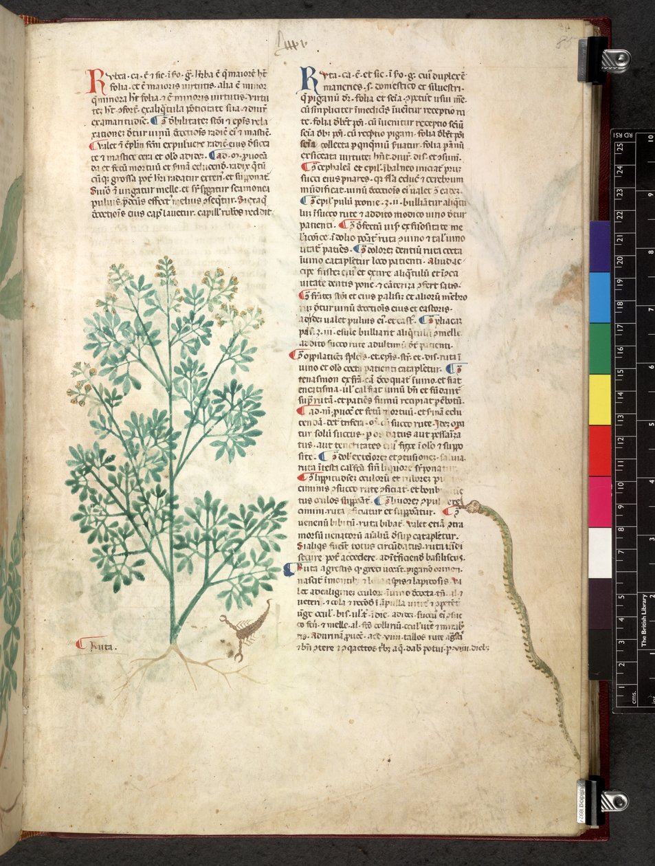 Tractatus de herbis (Kräuterbuch) ca. 1280-1310 von School Italian