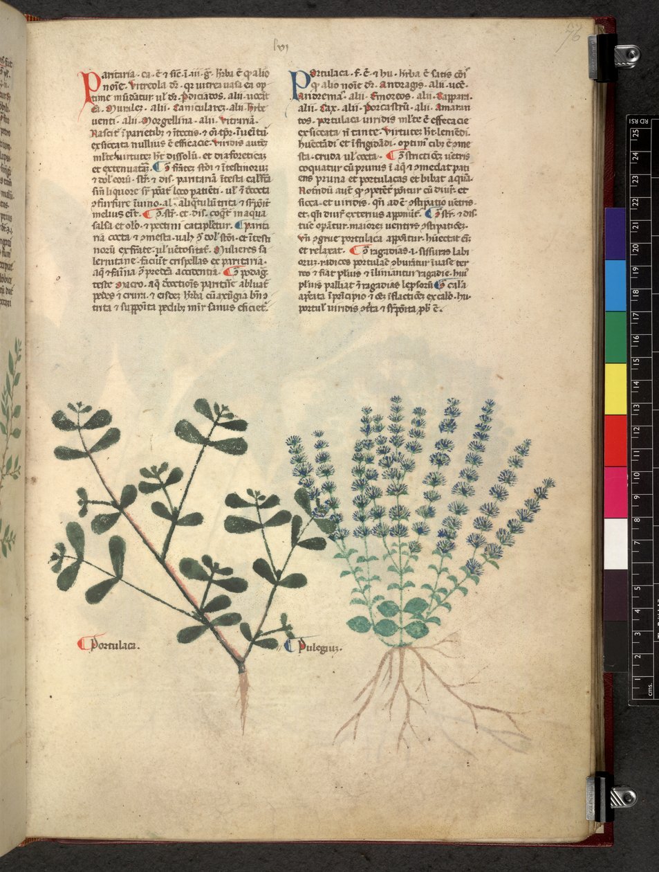 Tractatus de herbis (Kräuterbuch) ca. 1280-1310 von School Italian