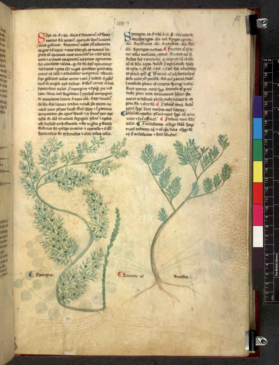 Tractatus de herbis (Kräuterbuch) um 1280-1310 von School Italian
