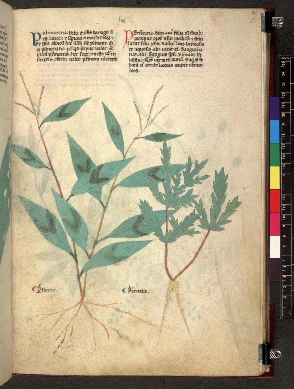 Tractatus de herbis (Kräuterbuch) um 1280-1310 von School Italian
