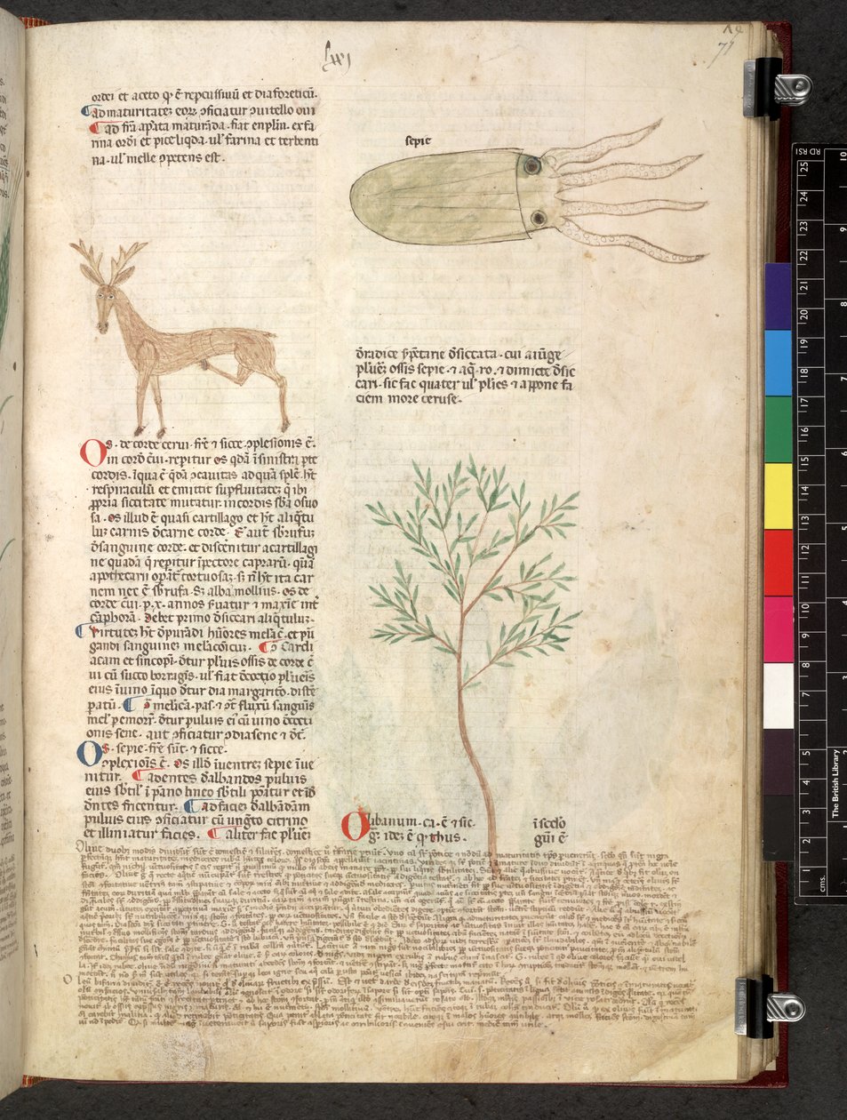 Tractatus de herbis (Kräuterbuch) um 1280-1310 von School Italian