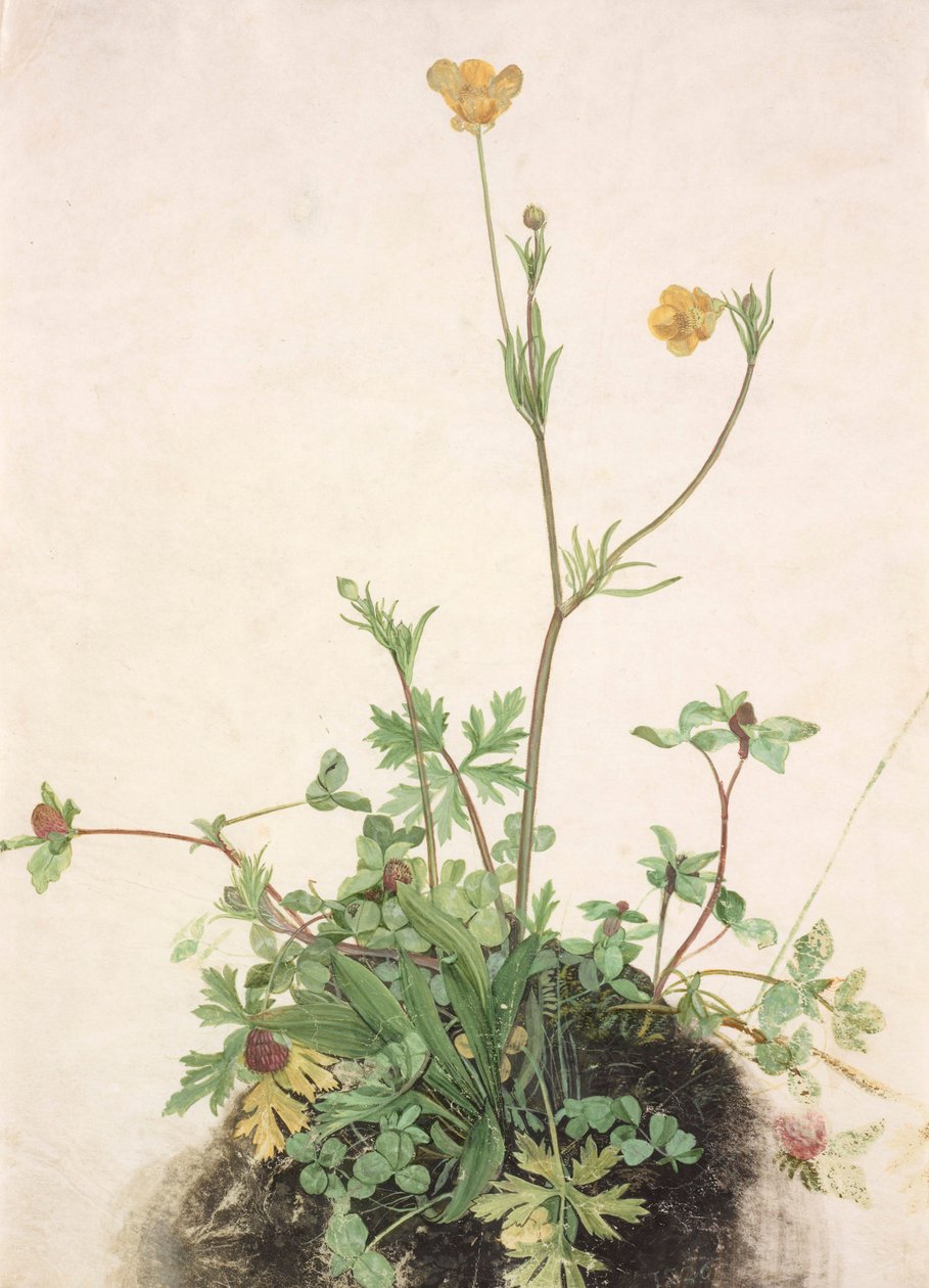 Hahnenfuß, Rotklee und Wegerich von School of Albrecht Dürer