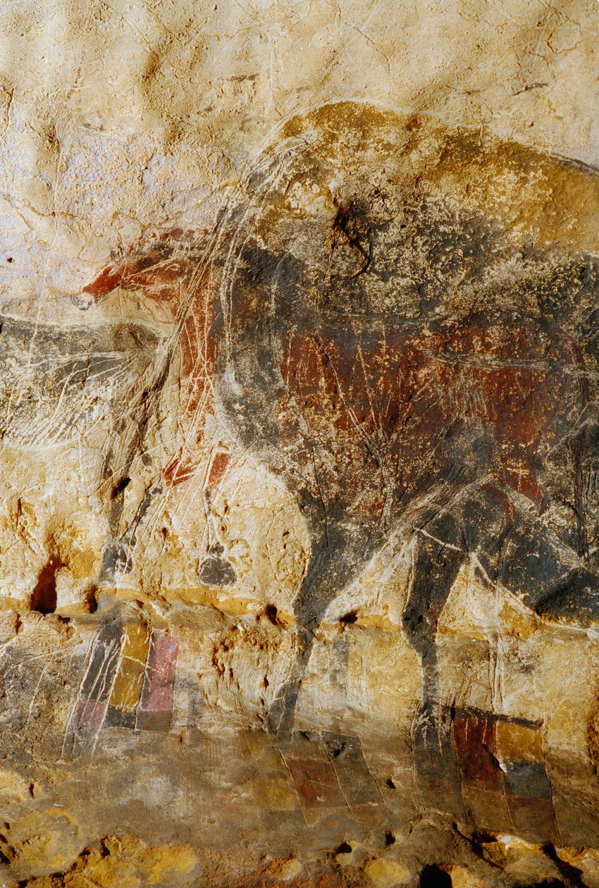 Detail der gravierten Malerei von Pferdeköpfen, Lascaux von Sisse Brimberg