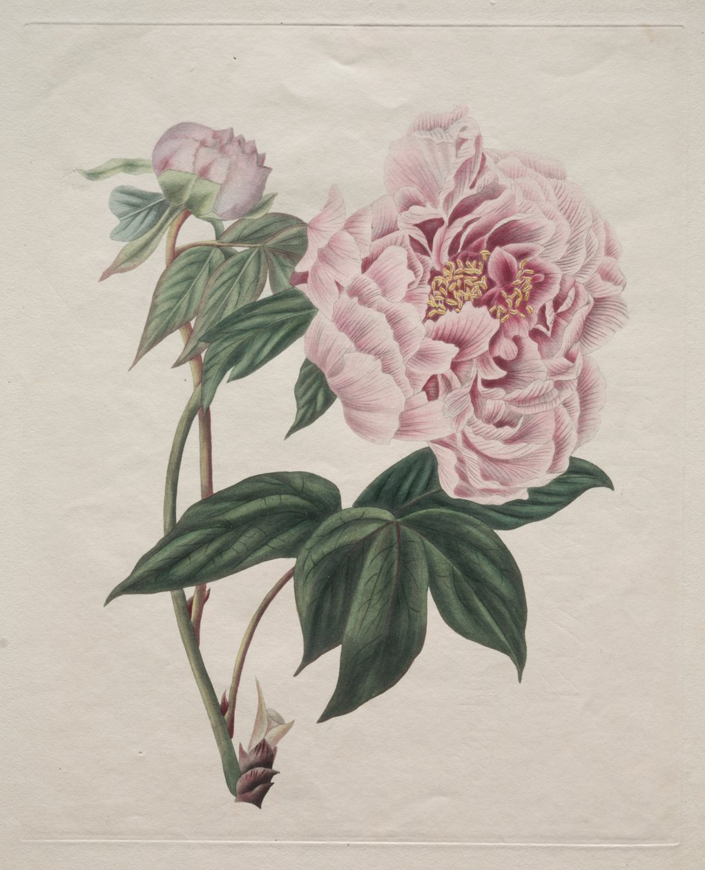Chinesische Baum-Pfingstrose (Paeonia suffruticosa) von Smith