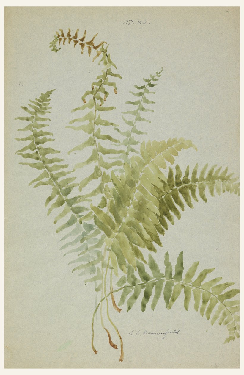 Zeichnung, Studien von Farnen, frühes 20. Jahrhundert von Sophia L. Crownfield