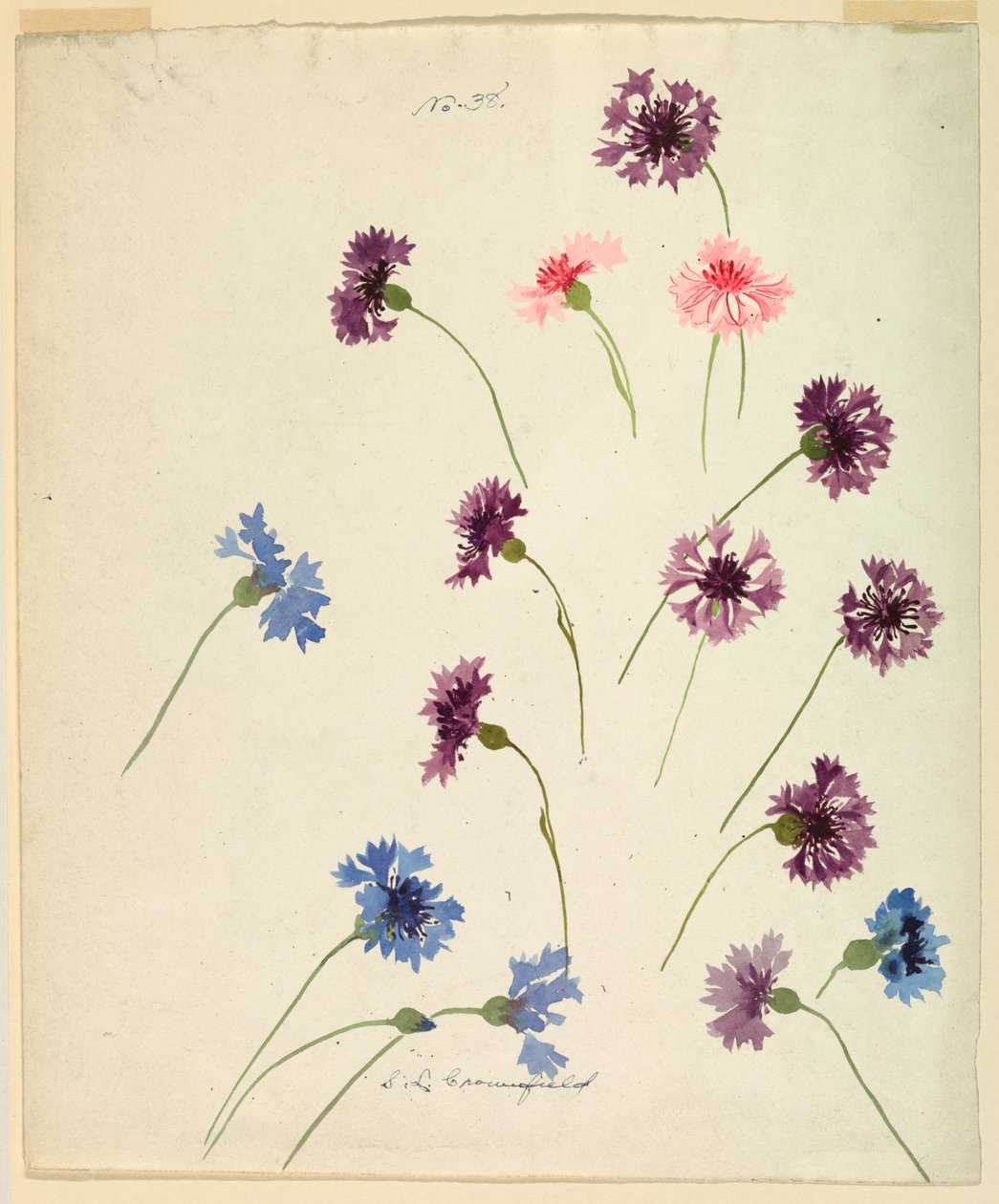 Studie: Kornblumen, Ende des 19. Jahrhunderts von Sophia L. Crownfield