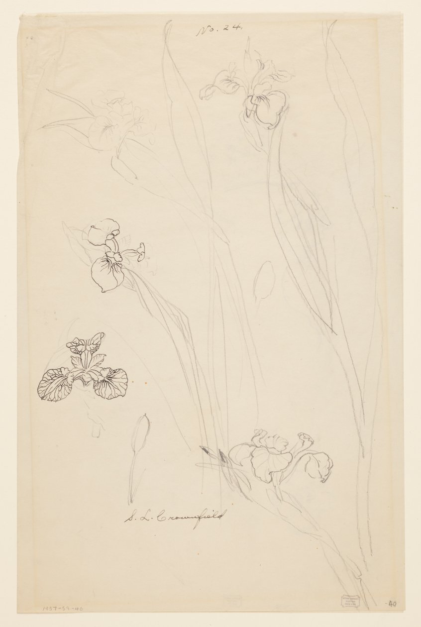Studien von Schwertlilien von Sophia L. Crownfield