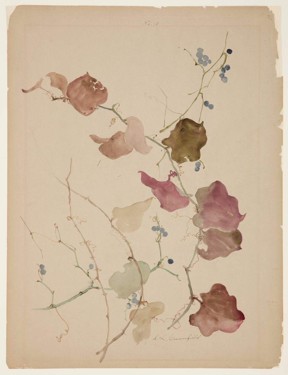 Studie einer Clematis-Rebe mit blauen Beeren von Sophia L. Crownfield