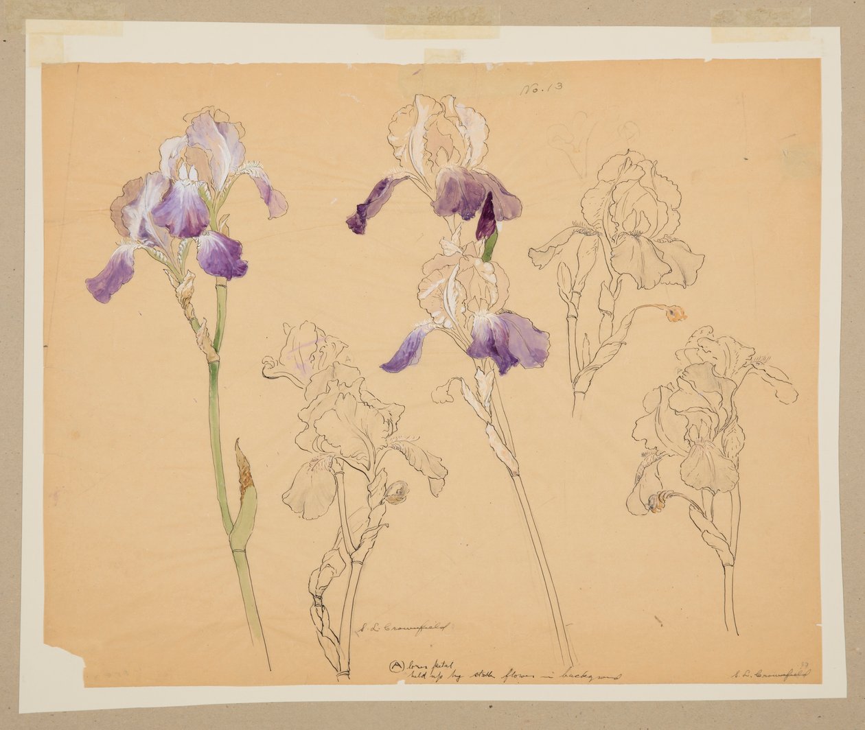 Studie von Schwertlilien von Sophia L. Crownfield
