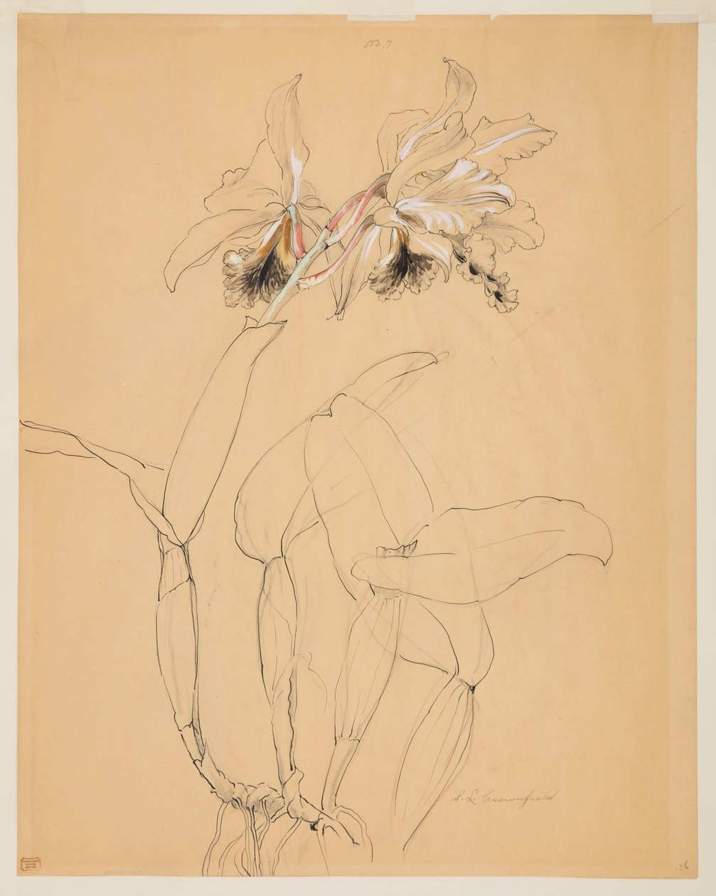 Studie einer Orchidee von Sophia L. Crownfield