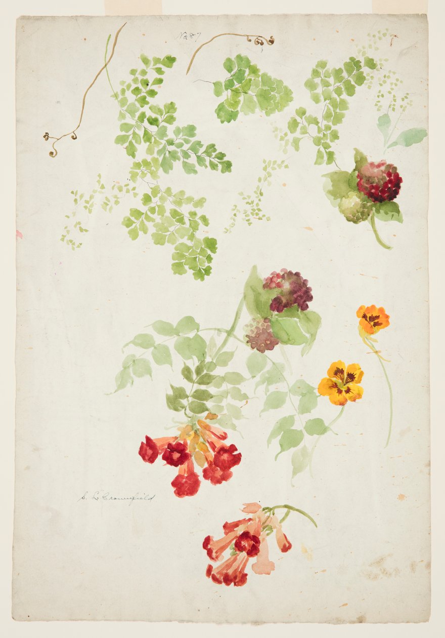 Studie von Frauenhaarfarn, Trompetenblume und Kapuzinerkresse von Sophia L. Crownfield