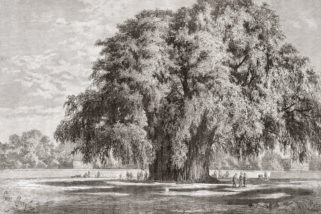Santa María del Tule, Oaxaca, Mexiko: Der Tule-Baum von Spanish School