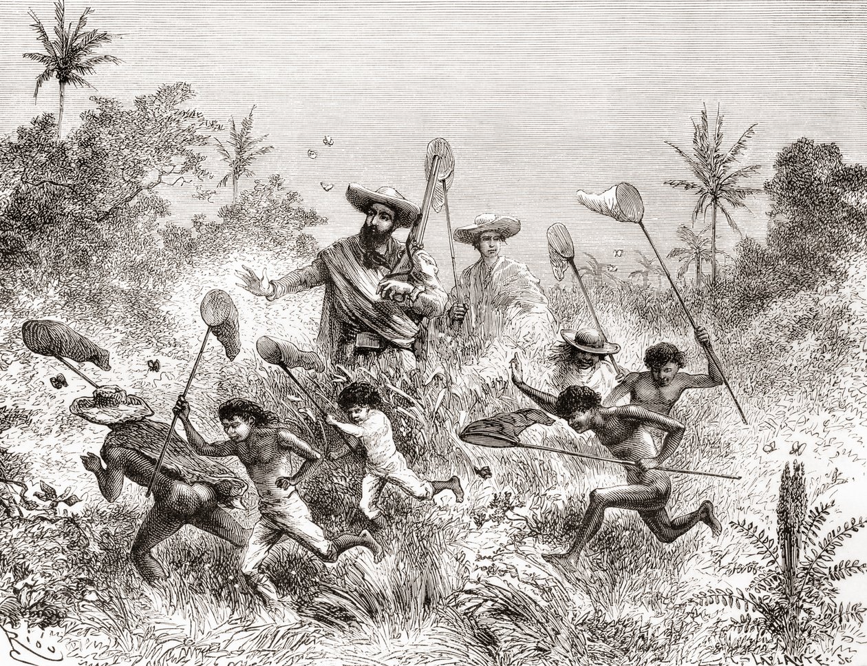 Édouard François André beim Schmetterlingsfangen in Villavicencio, Venezuela während seiner botanischen Expedition in den Ausläufern der Anden 1875-76 von Spanish School