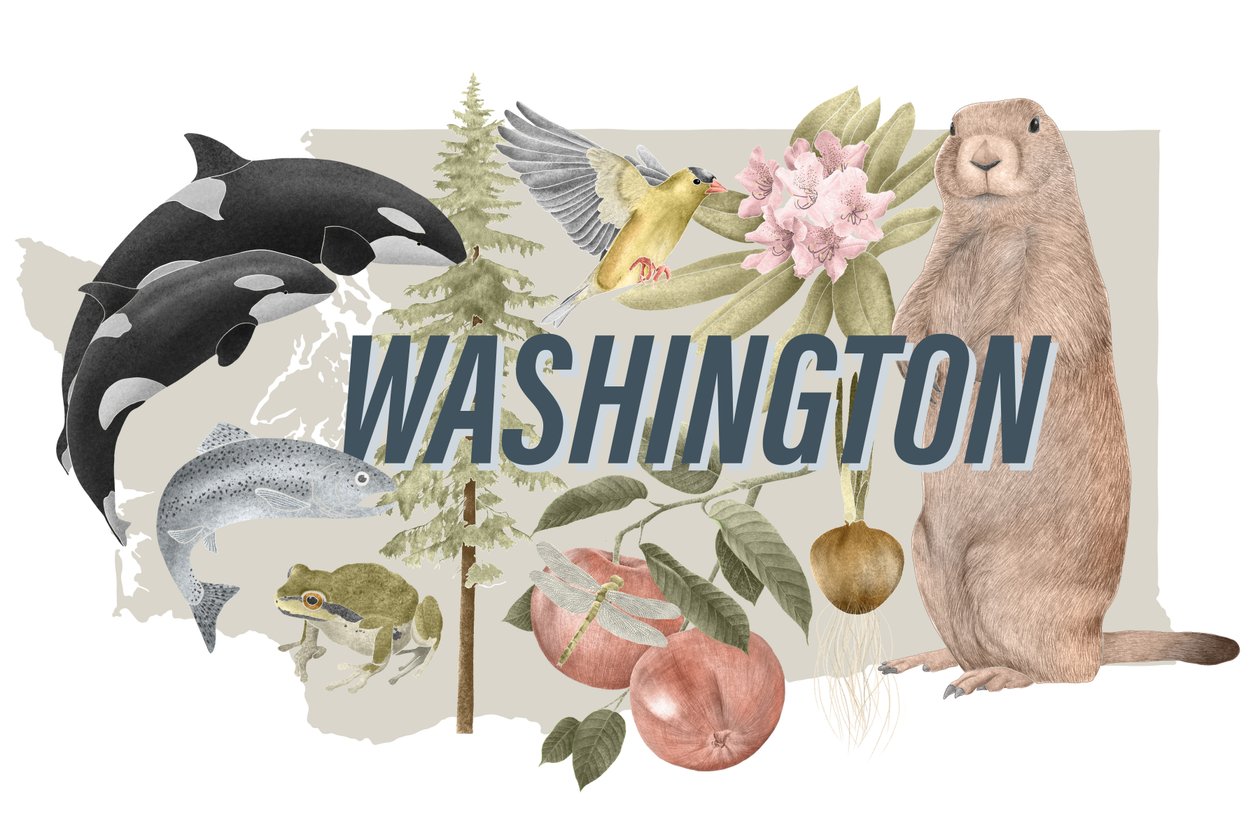 Symbole des Bundesstaates Washington von Stacy Hsu