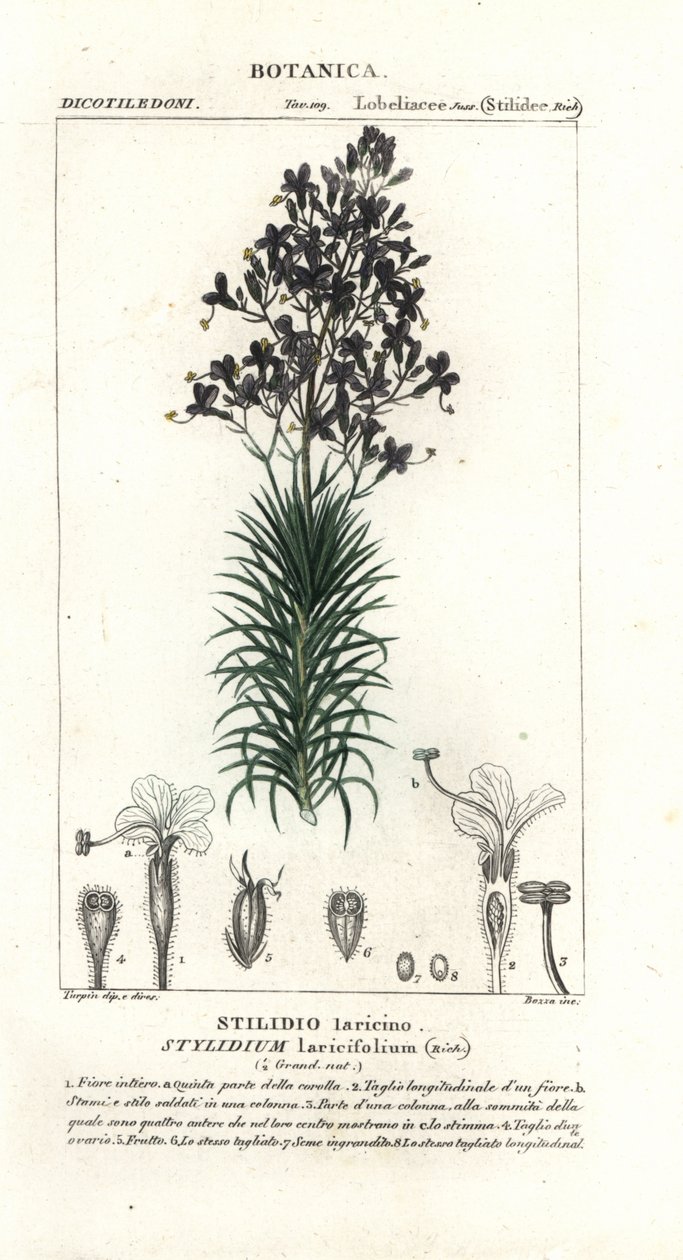 Lärchenblättriger Triggerplant, Stylidium laricifolium von Stanghi Stanghi