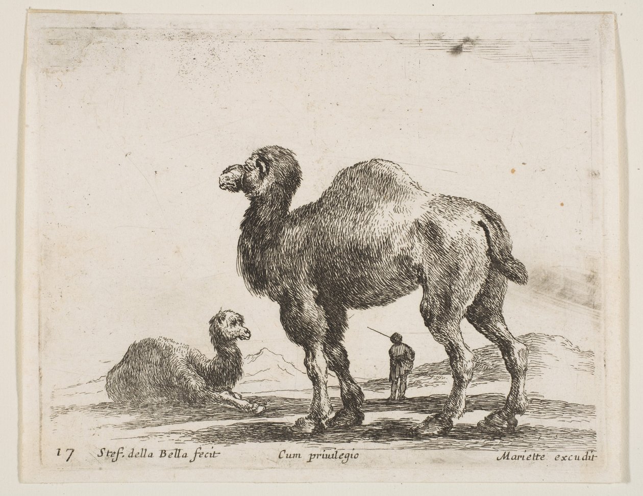 Tafel 17: Kamele, aus Verschiedene Tiere Diversi animali, ca. 1641 von Stefano della Bella