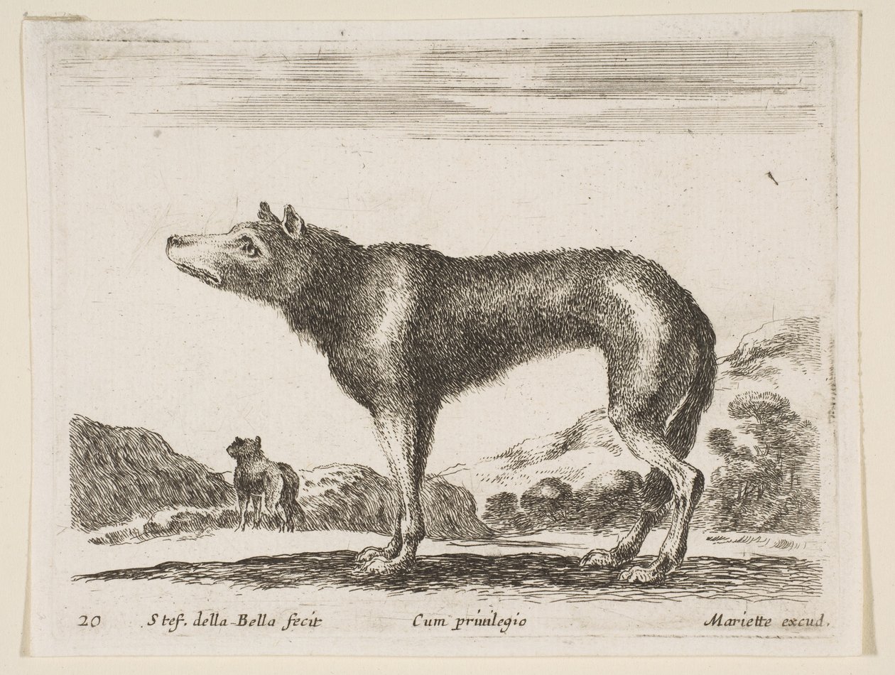 Tafel 20: Wolf, aus Verschiedene Tiere Diversi animali, ca. 1641 von Stefano della Bella