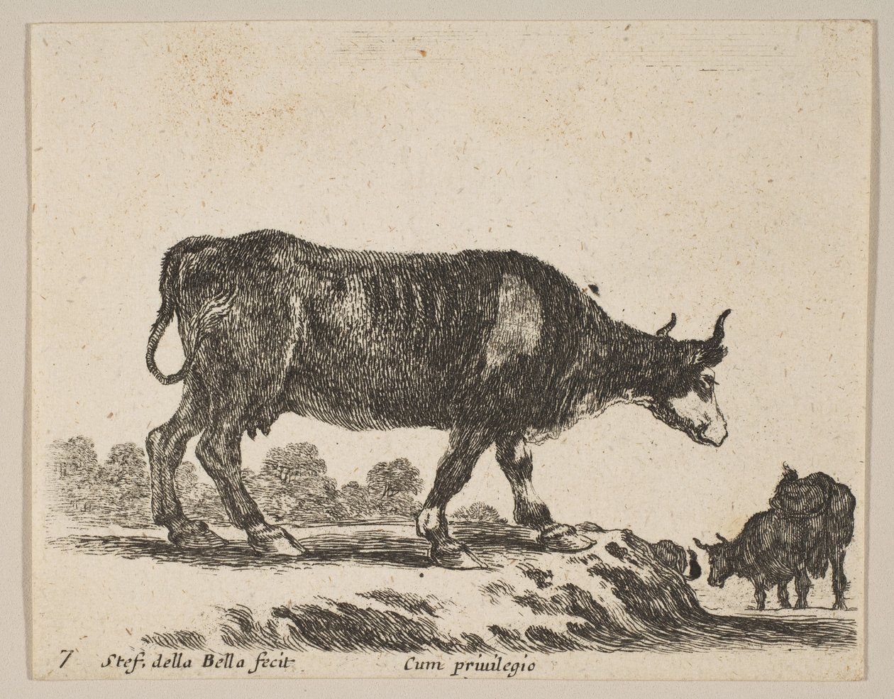 Tafel 7: Kuh, aus Verschiedene Tiere Diversi animali, ca. 1641 von Stefano della Bella