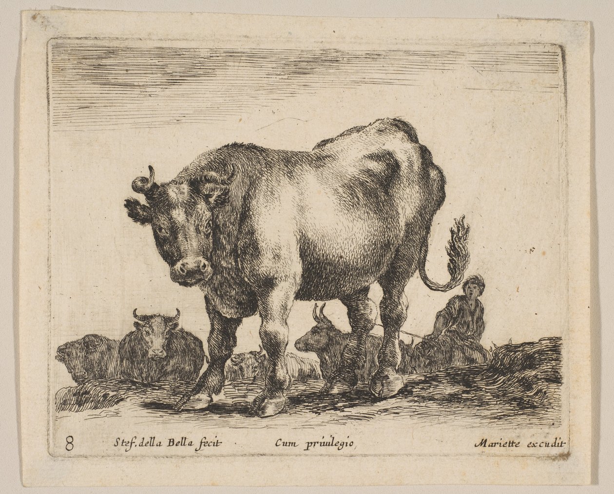 Tafel 8: Ochse, aus 