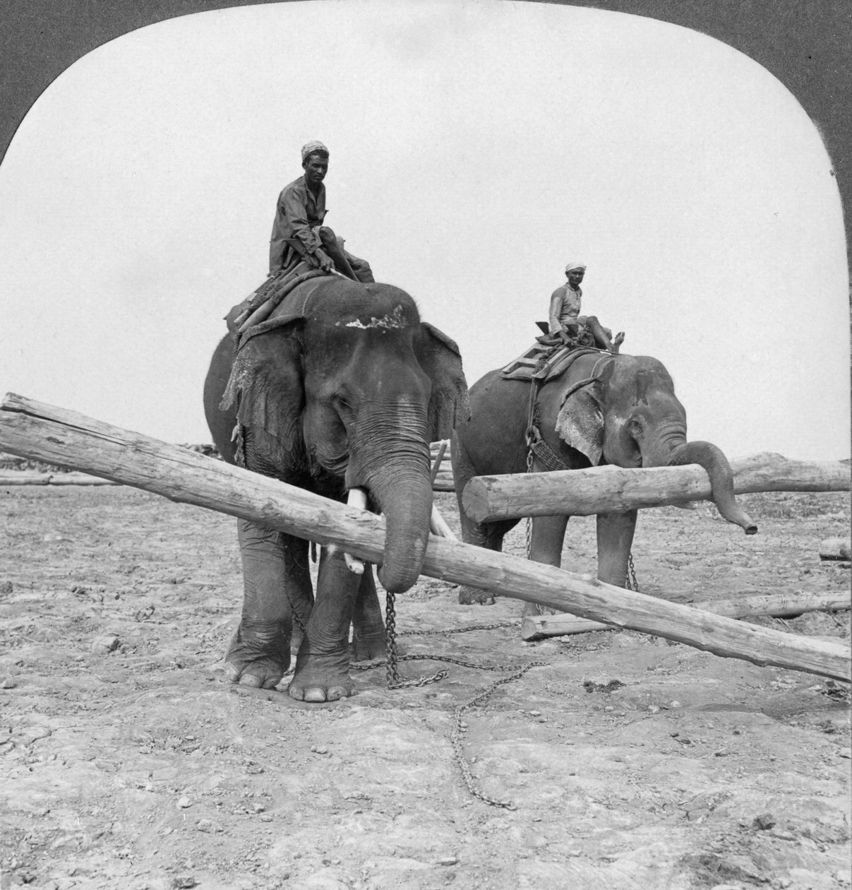 Elefanten arbeiten in einem Holzlager, Rangun, Birma, 1908 von Stereo Travel Co
