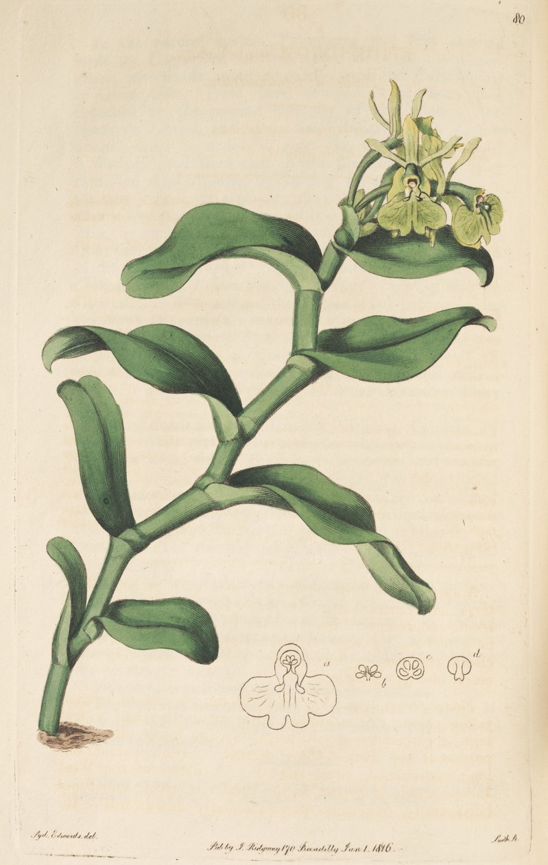 Illustration von Epidendrum umbelliferum (als syn. Epidendrum umbellatum) von Sydenham Teast Edwards