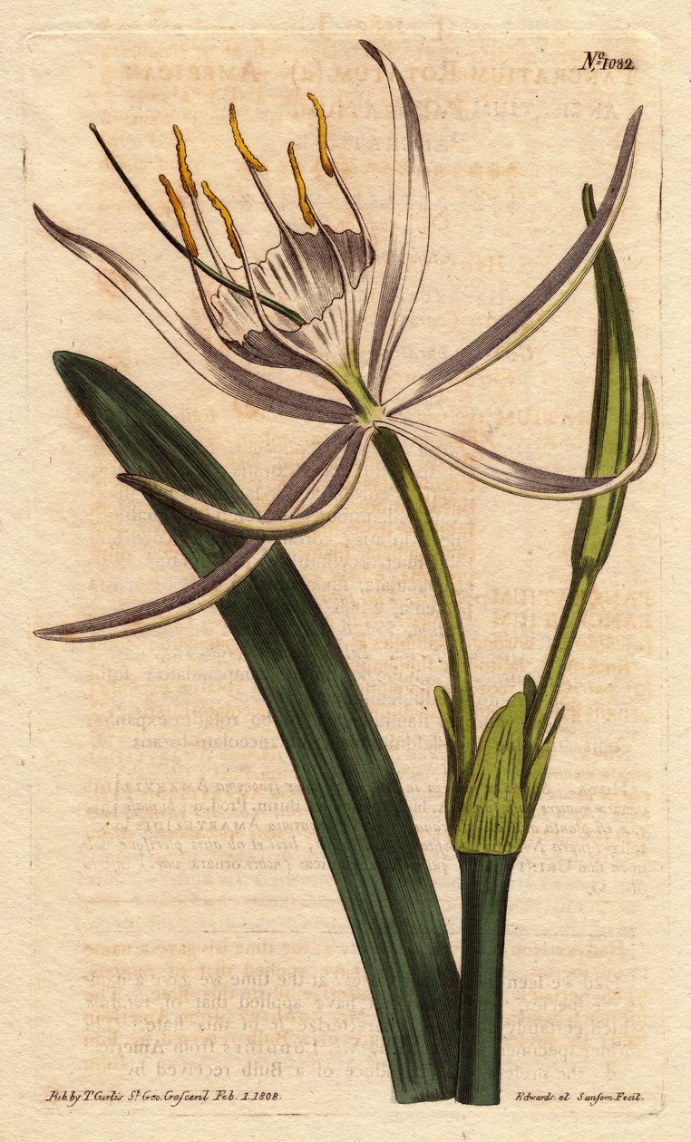 Amerikanisches Pancratium mit duftenden weißen Blüten, Pancratium rotatum von Sydenham Teast Edwards