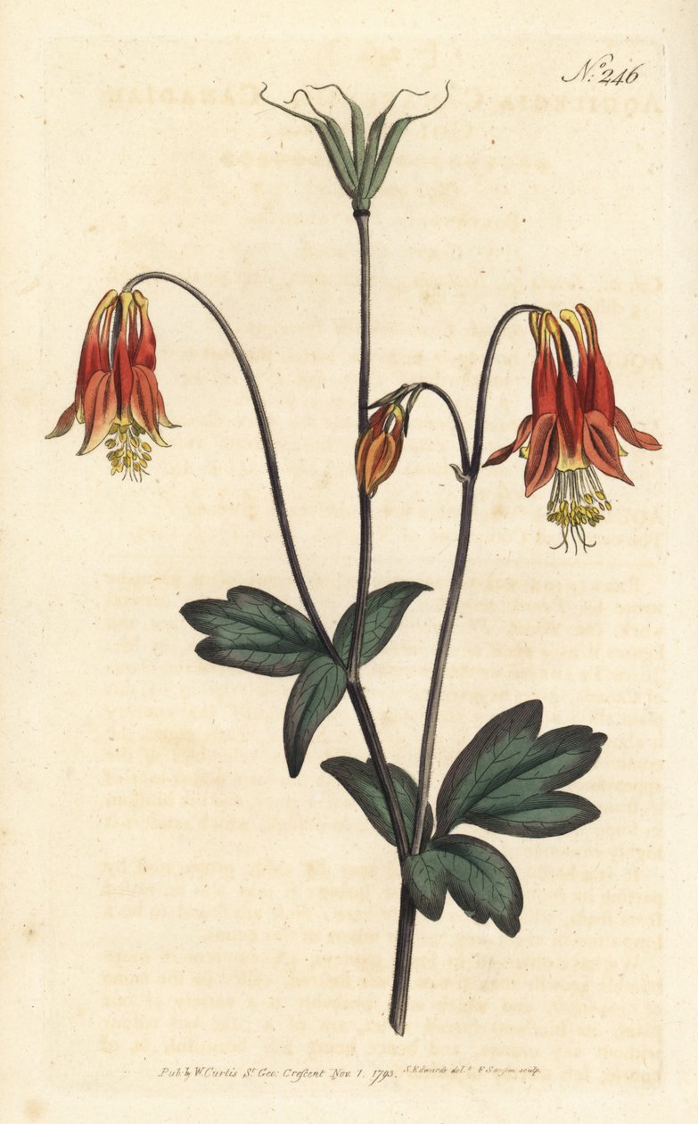 Kanadische Akelei, Aquilegia canadensis von Sydenham Teast Edwards