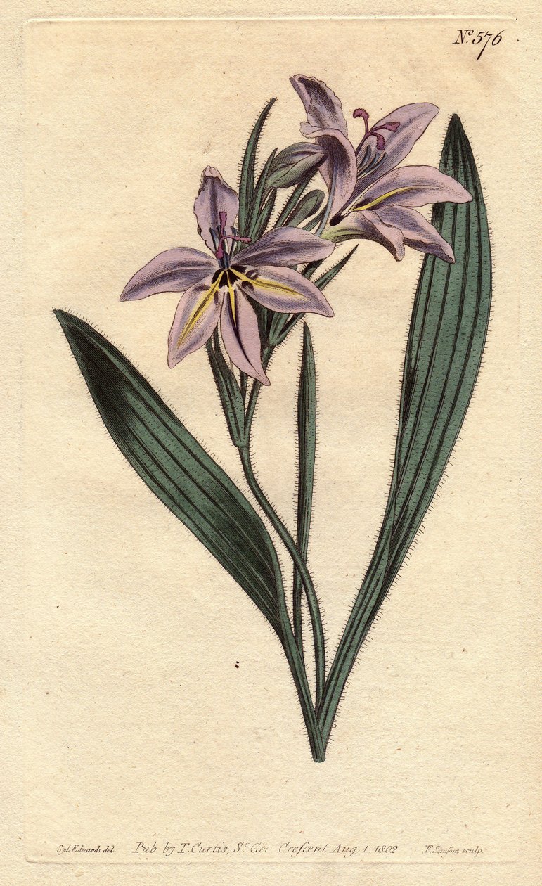 Baboonblume mit süßem Duft, Babiana plicata von Sydenham Teast Edwards