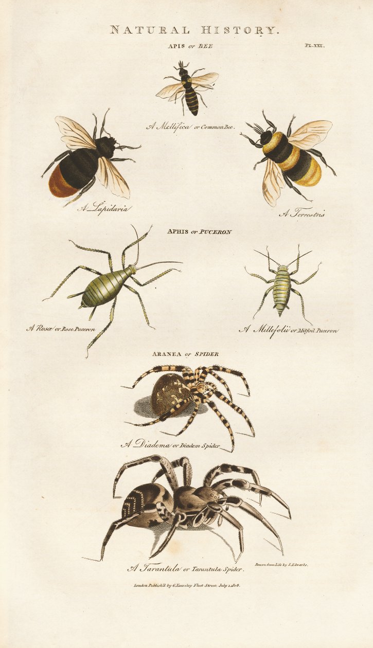 Bienen, Blattläuse und Spinnen von Sydenham Teast Edwards